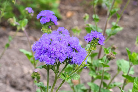 Gewöhnlicher Leberbalsam, Ageratum houstonianum - flossflower, a blue wildflower