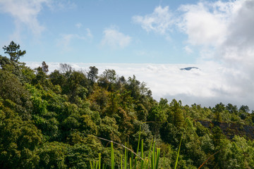 Fototapeta premium fog and cloud on mountain at Kew Mae Pan ,Doi Inthanon National Park, Thailand.