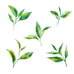 Tea leaves watercolor as design element. Green tea branch in hand drawn watercolor style. Tea background for paper, textile and wrapping - 133175920