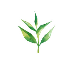 Fototapeta premium Tea leaves watercolor as design element. Green tea branch in hand drawn watercolor style. Tea background for paper, textile and wrapping