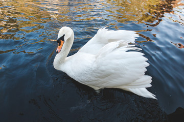 Swan at river