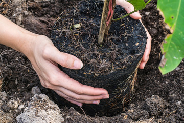house plant ,hand and planting new tree