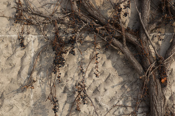 White wall background with withered vine © Bogdan