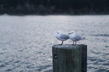 Two birds waiting on a pole in the water - 133176571