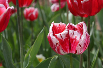 Dripping Red Tulip