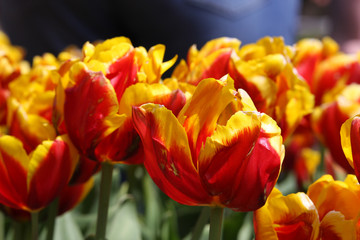 Fiery Flowers at Floraide