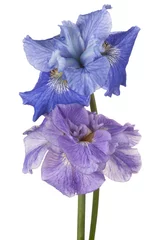 Foto op Plexiglas iris flower isolated © _Vilor