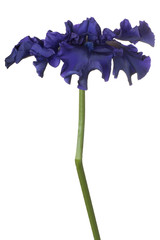 iris flower isolated