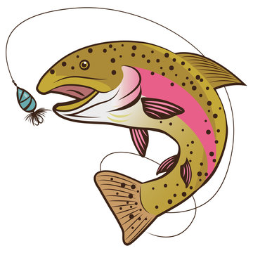 Rainbow Trout Vector Isolated On A White Background.  Fish Mascot Vector Illustration. The Real Fishing.