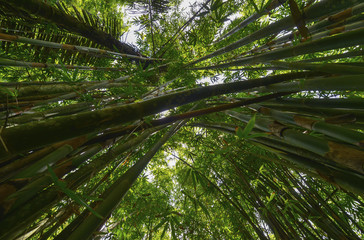 Plakat Bambú, Indonesia