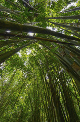 Plakat Bambú, Indonesia