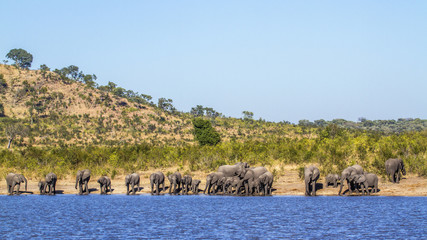 African bush elephant in Kruger National park, South Africa