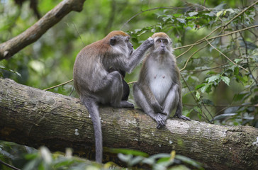 Macaco en la selva de Sumatra, Indonesia