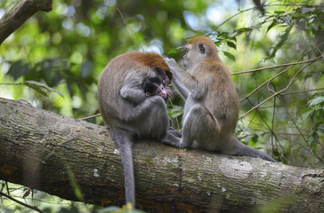 Macaco en la selva de Sumatra, Indonesia