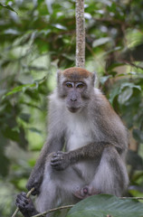 Obraz premium Macaco en la selva de Sumatra, Indonesia