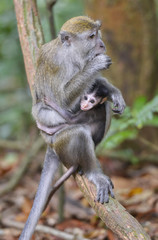 Macaco en la selva de Sumatra, Indonesia