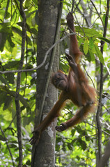 Orangután en la selva de Sumatra, Indonesia