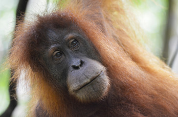 Orangután en la selva de Sumatra, Indonesia