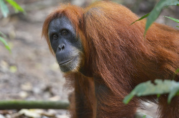 Orangután en la selva de Sumatra, Indonesia
