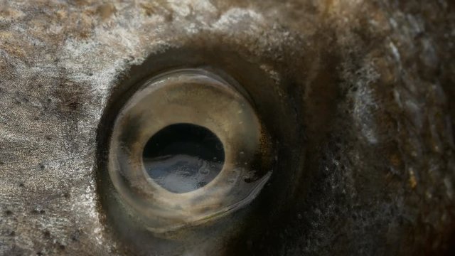 Eye macro of raw Gilt-head bream fish caught in Spain.