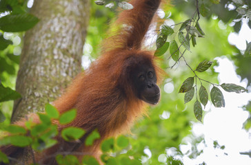 Orangután en la selva de Sumatra, Indonesia