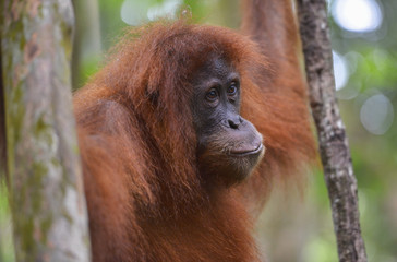 Orangután en la selva de Sumatra, Indonesia