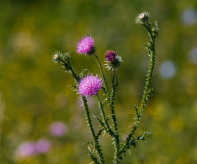 The Thistle flowers