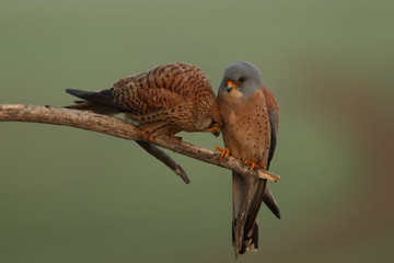 Lesser Kestrel