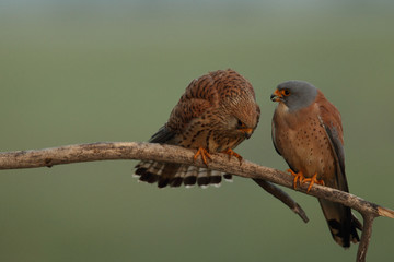 Lesser Kestrel