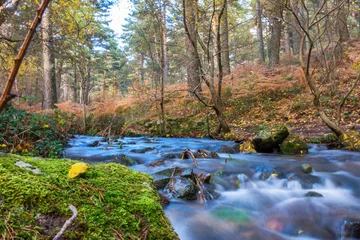 Zelfklevend Fotobehang autumn landscape with mountain river flowing among mossy stones through the colorful forest © Alberto Gardin