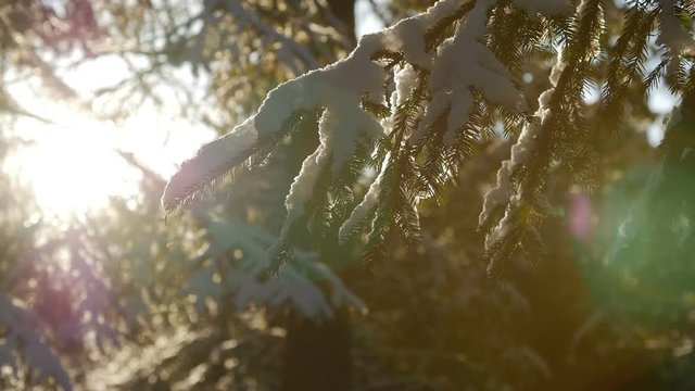 Fir tree covered with snow under morning sunbeams. Lens flares, slow motion.