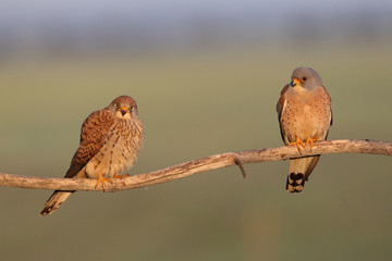 Lesser kestrel, mating ritual
