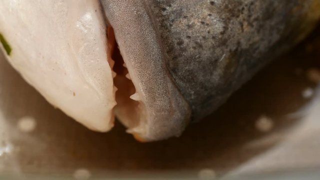 Mouth and teeth macro of raw Gilt-head bream fish caught in Spain.