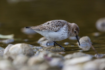 portrait of dunlin (Calidris alpina)
