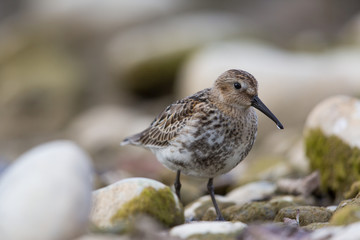 portrait of dunlin (Calidris alpina)
