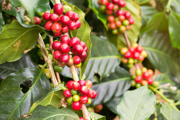 Closeup of coffee beans  fruit on tree in farm