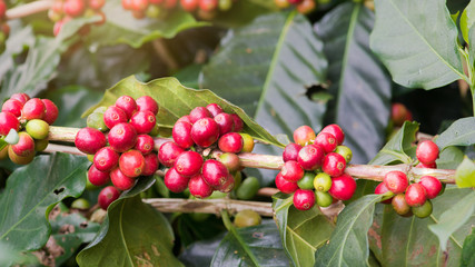 Closeup of coffee beans  fruit on tree in farm