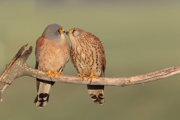 Lesser Kestrel