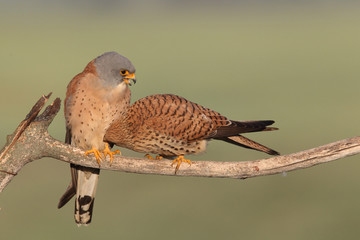 Lesser Kestrel