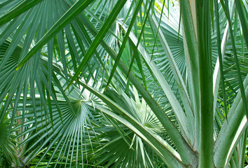 Fototapeta na wymiar Palm leafs macro