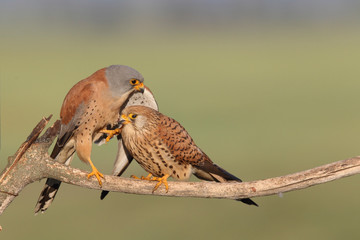 Lesser Kestrel