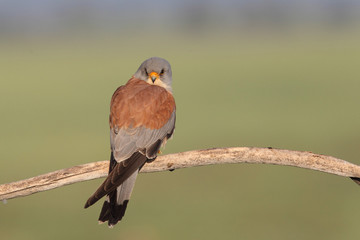 Lesser Kestrel