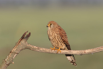 Lesser Kestrel