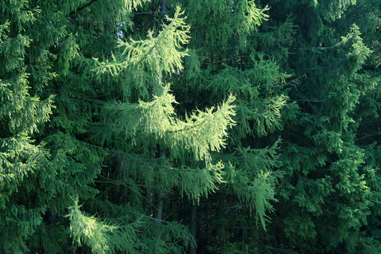 Fototapeta pine branches