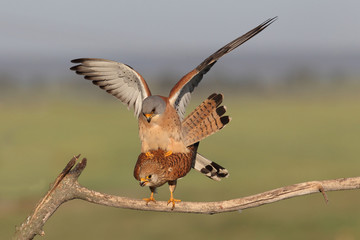 Lesser kestrel, mating ritual