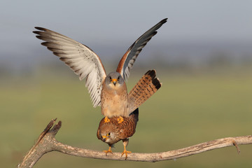 Lesser kestrel, mating ritual
