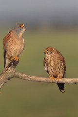 Lesser kestrel, mating ritual