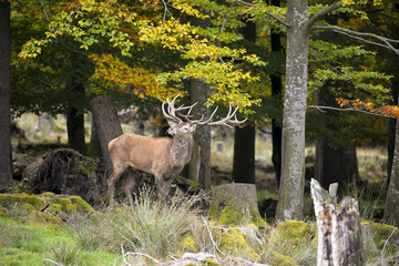 Rothirsch © Xaver Klaussner