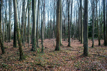 Obraz premium forêt hétraie