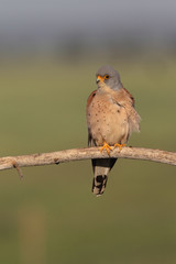 Lesser kestrel, mating ritual
